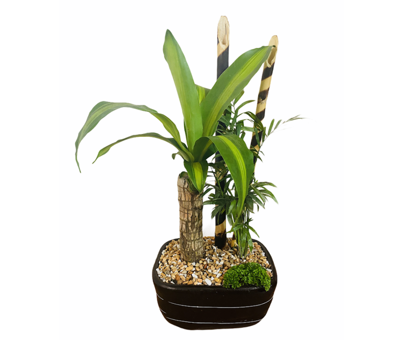 Planta Palo de Brasil
