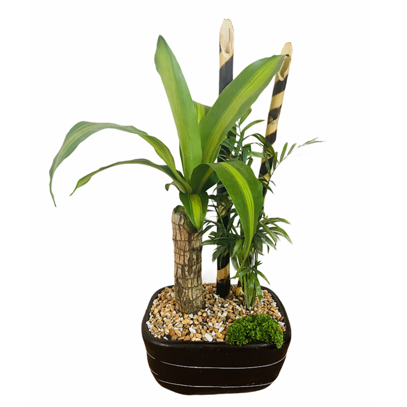 Planta Palo de Brasil